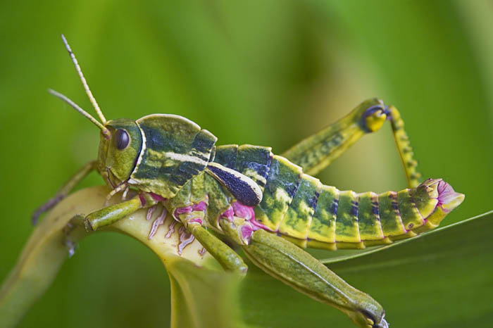 Bellissima cavalletta sarda: Pamphagus sardeus